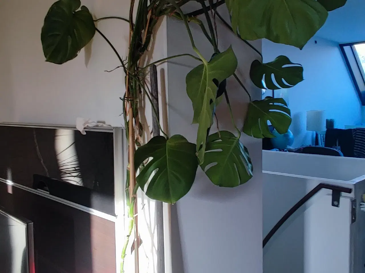 Billede 2 - Monstera XXL, Stueplante