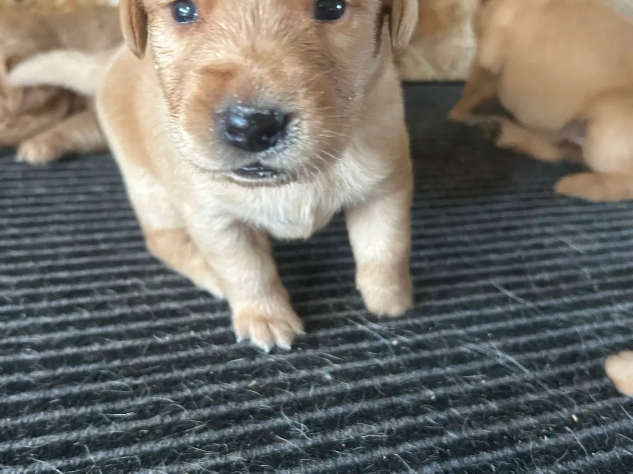 Billede 5 - Fox red Labrador hvalpe