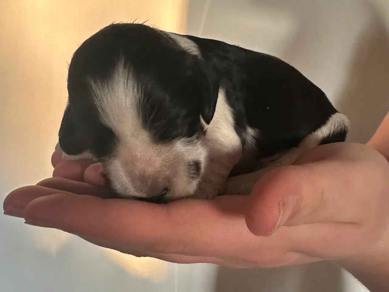 Billede 6 - Cockerspaniel hvalpe