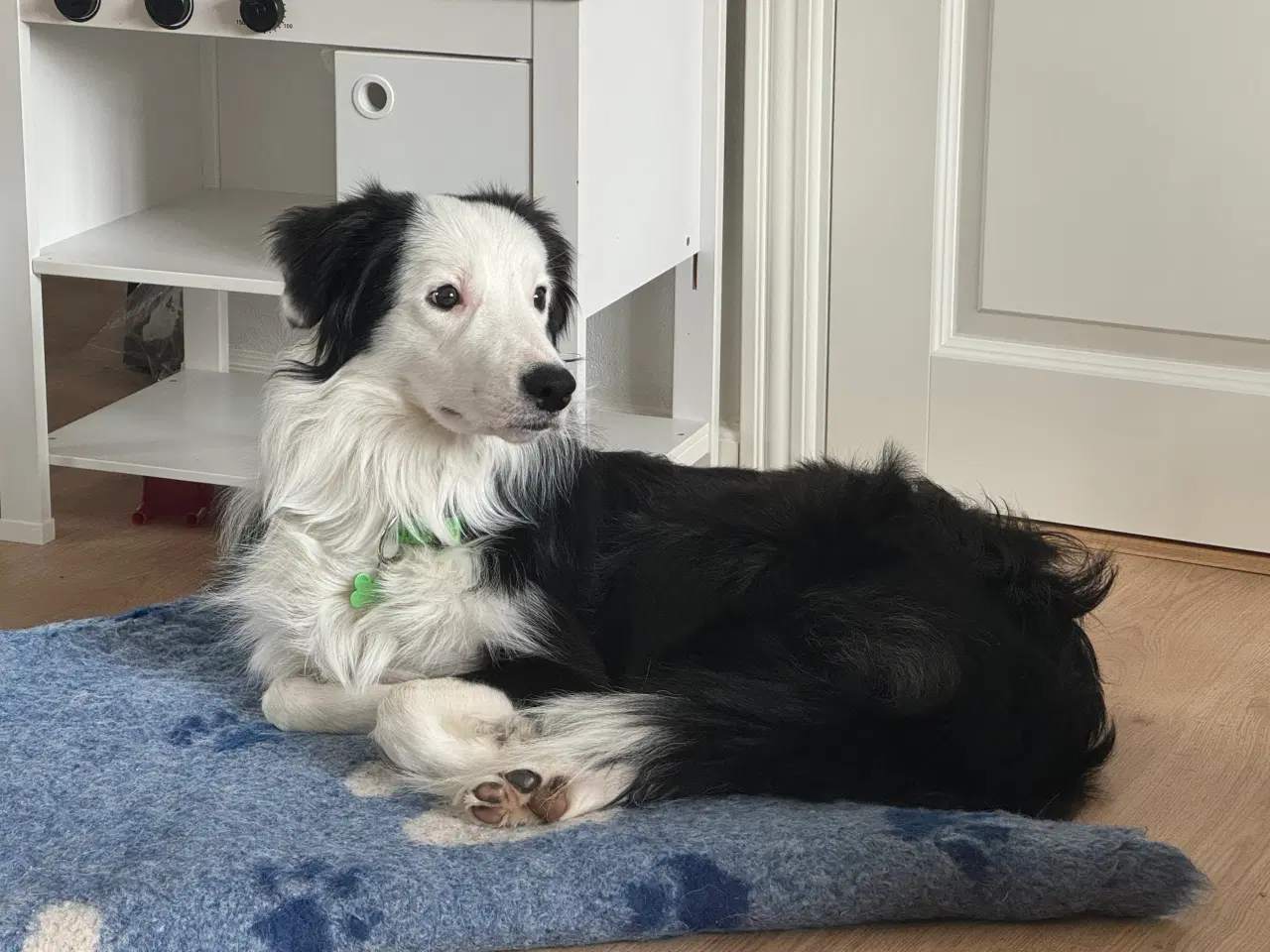 Billede 4 - Aslan Border collie kastrat 