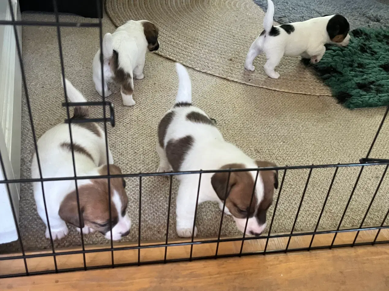 Billede 3 - Jack Russell hvalpe