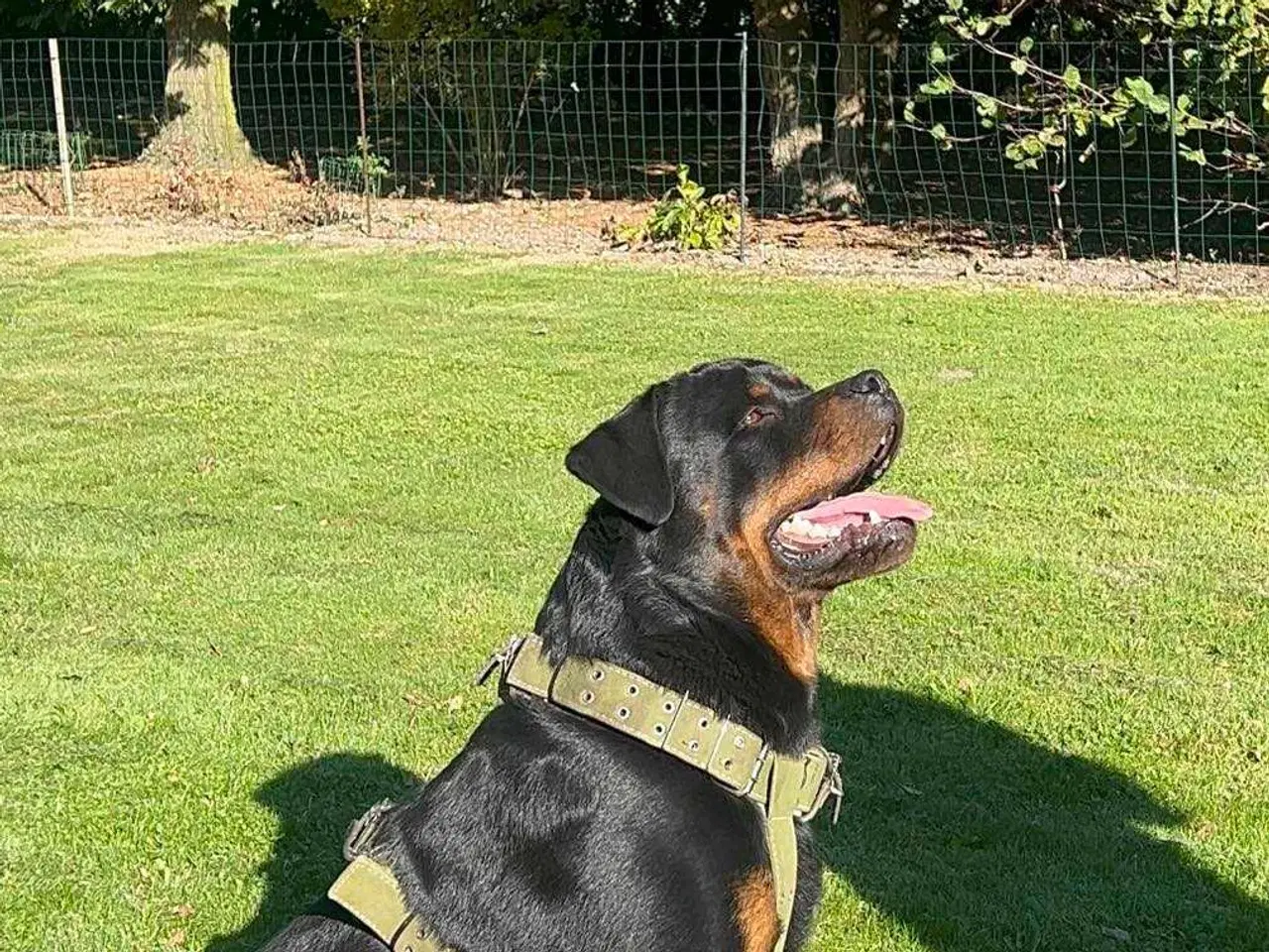 Billede 2 - Rottweiler han 