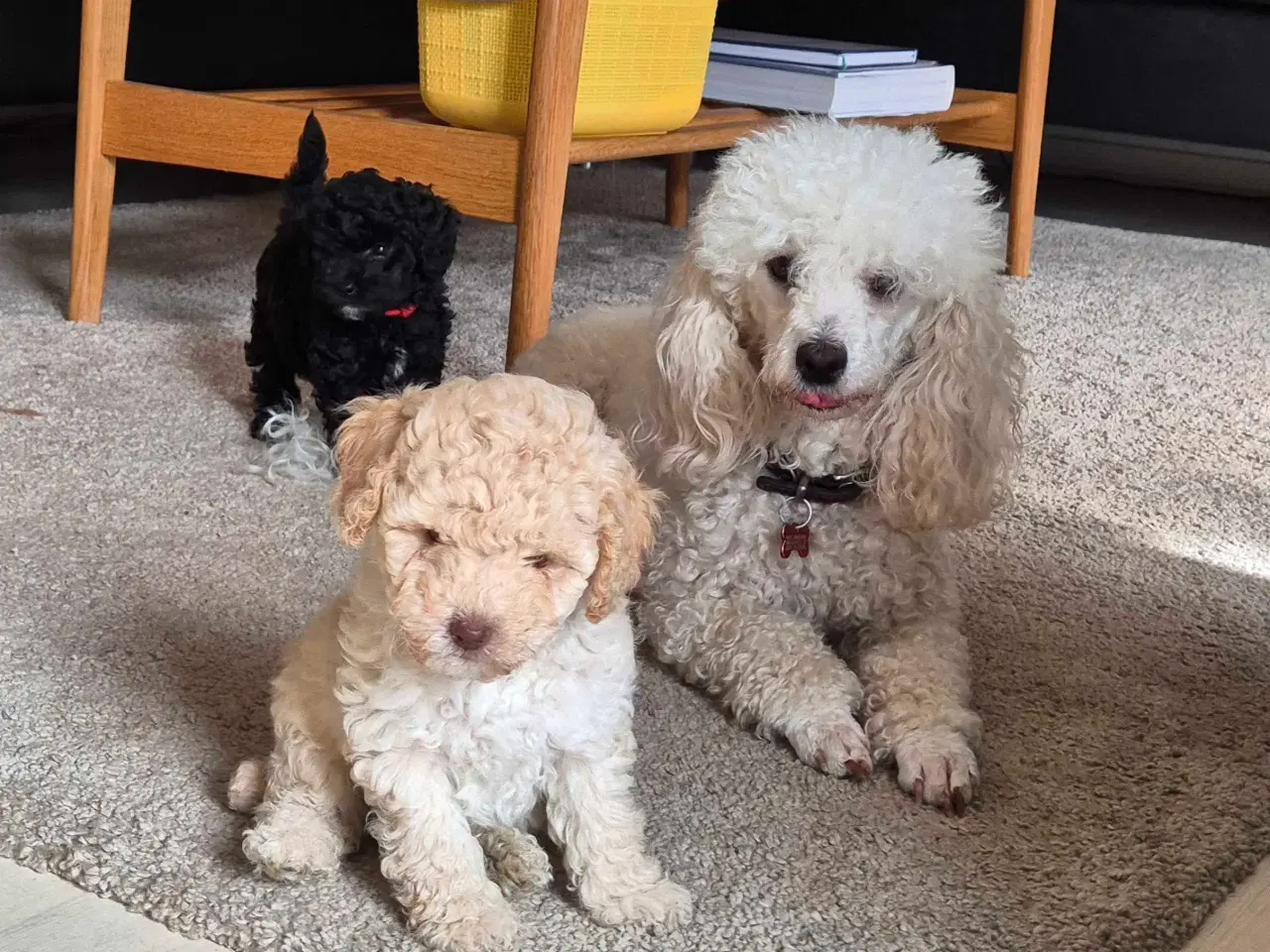 Billede 1 - De skønneste toy/dværgpuddel hvalpe