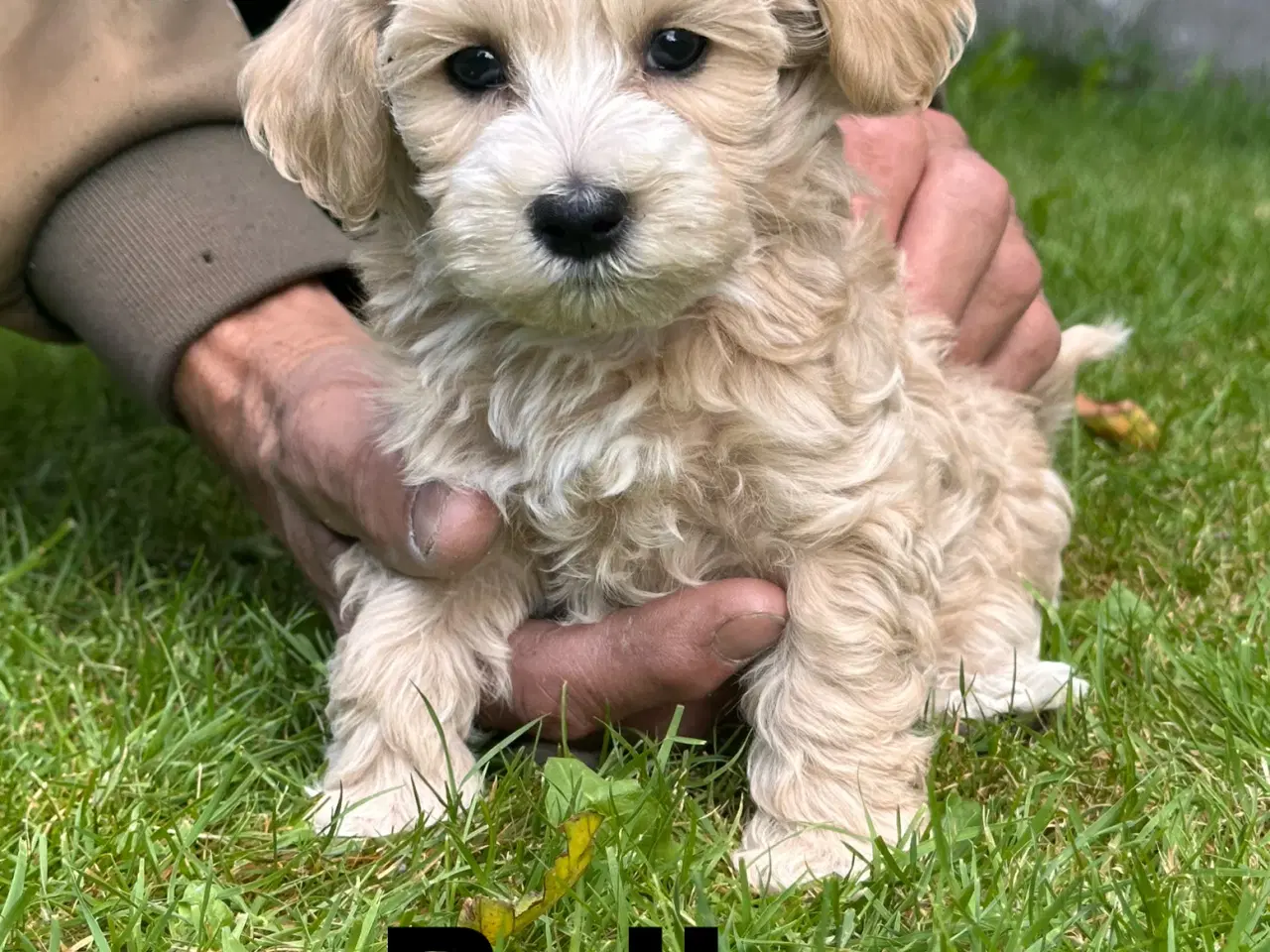 Billede 5 - Maltipoo stueopdræt af DNA testede forældre