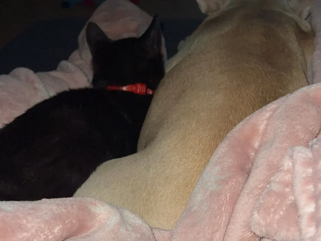 Billede 2 - Sød og kælen indekat 
