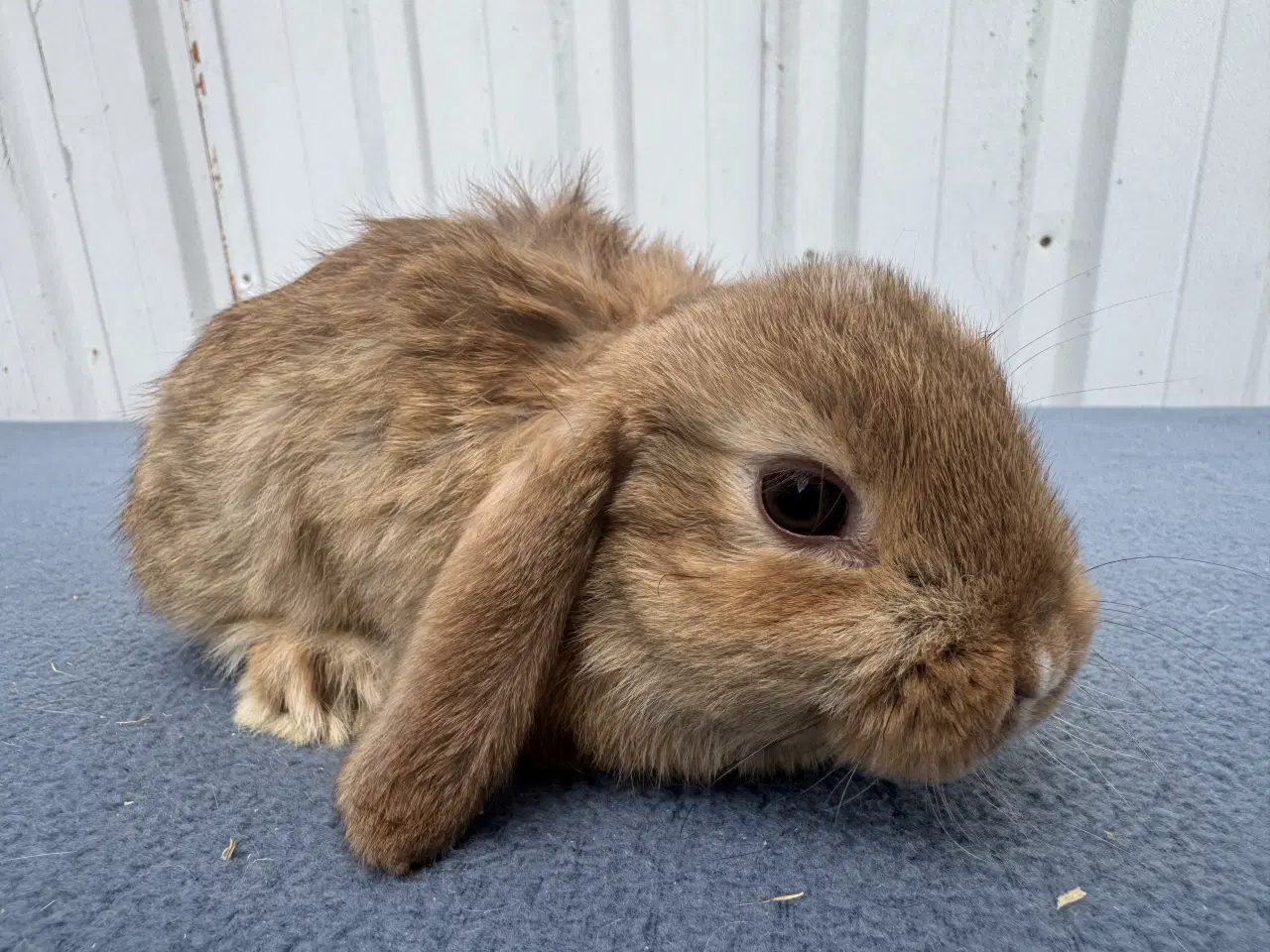 Billede 3 - Dværgvædder hankanin
