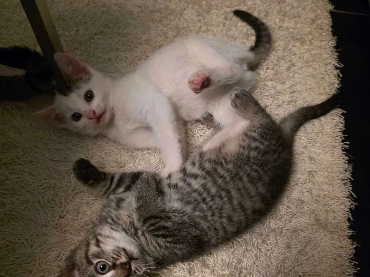 Billede 3 - Kattekilling klar til nyt hjem