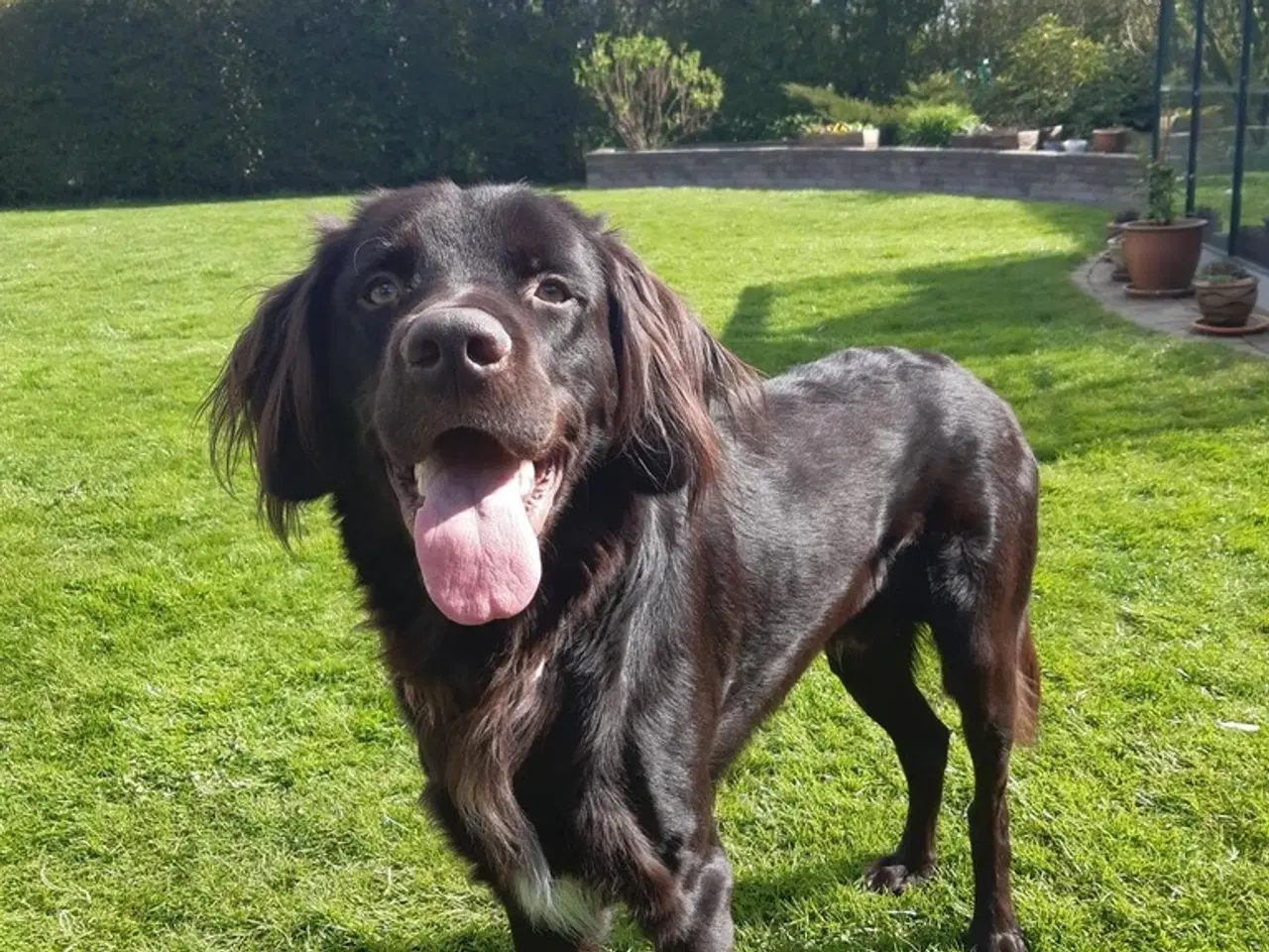 Billede 1 - Tysk langhåret hønsehund (han) for parring