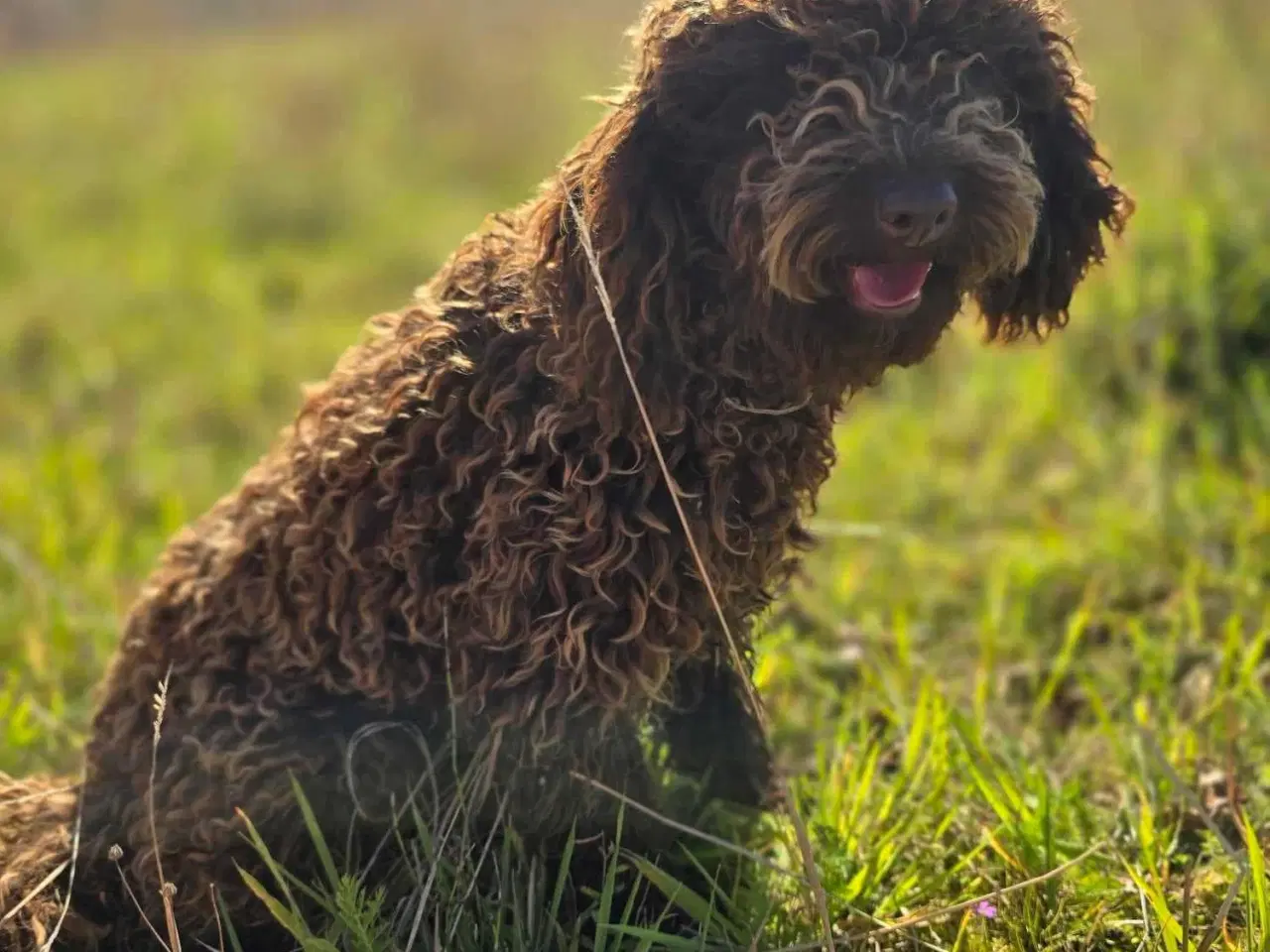 Billede 3 - Havapoo F1B