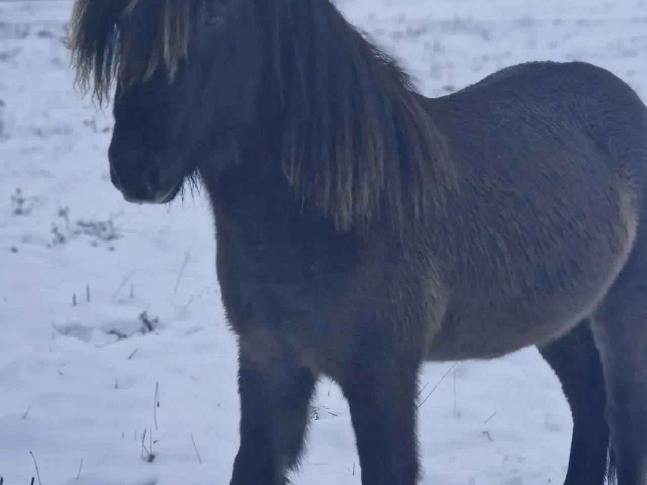 Billede 2 - Min skønne islænder vallak søger ny mad mor