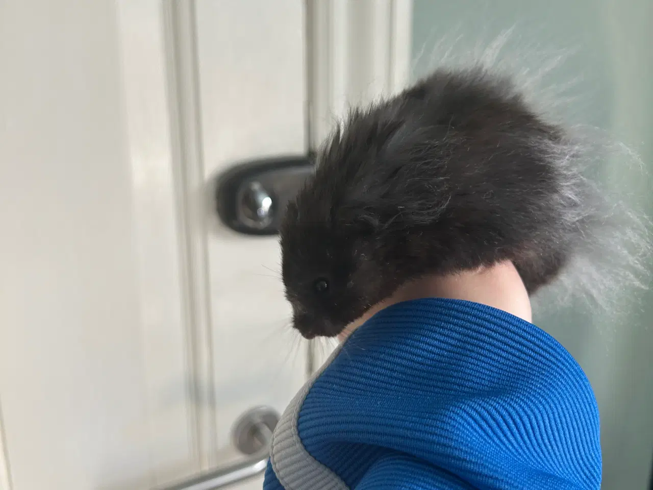 Billede 1 - Guldhamster + bur