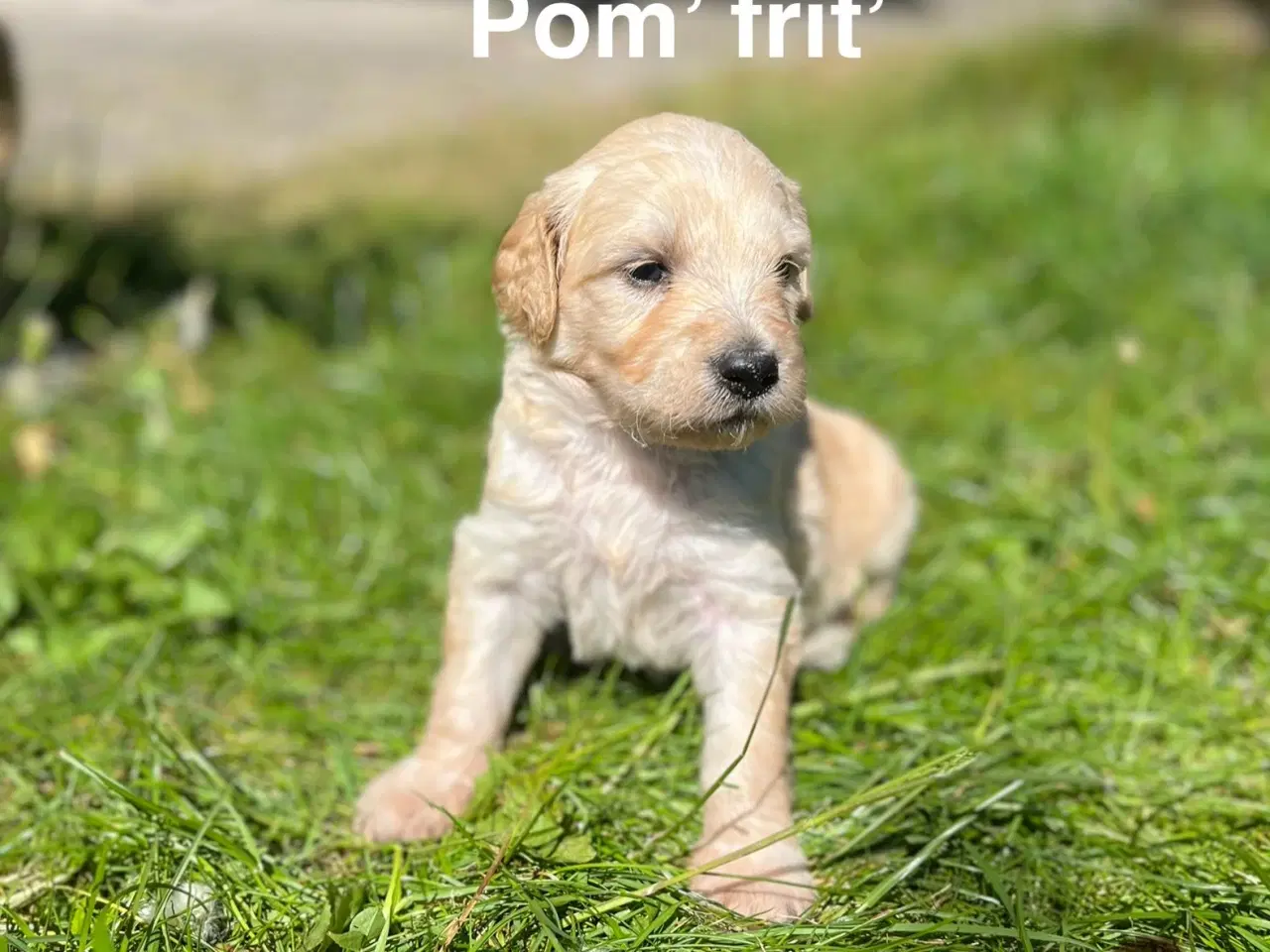 Billede 10 - Goldendoodle 