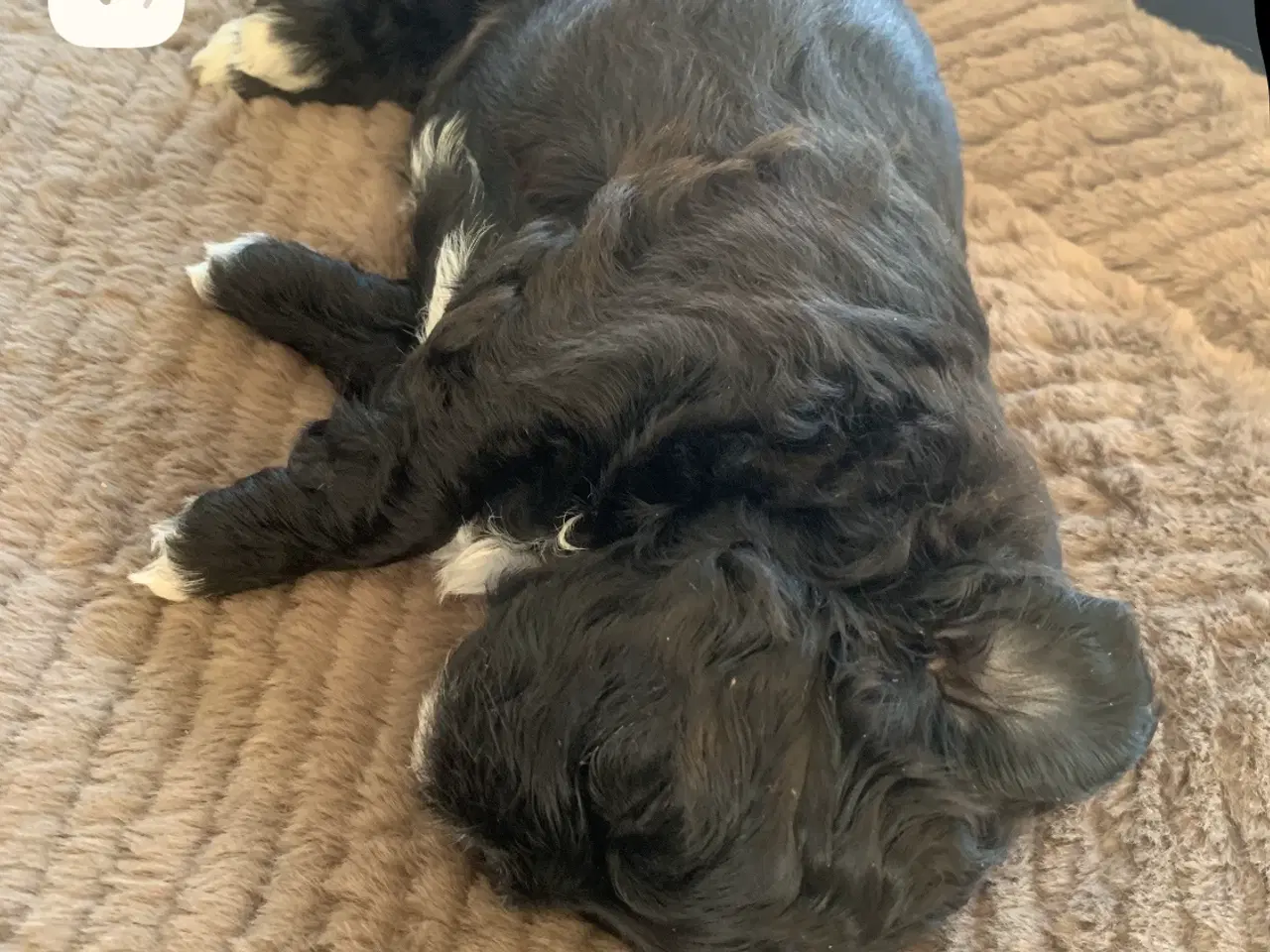 Billede 3 - Skønneste små shihpoo