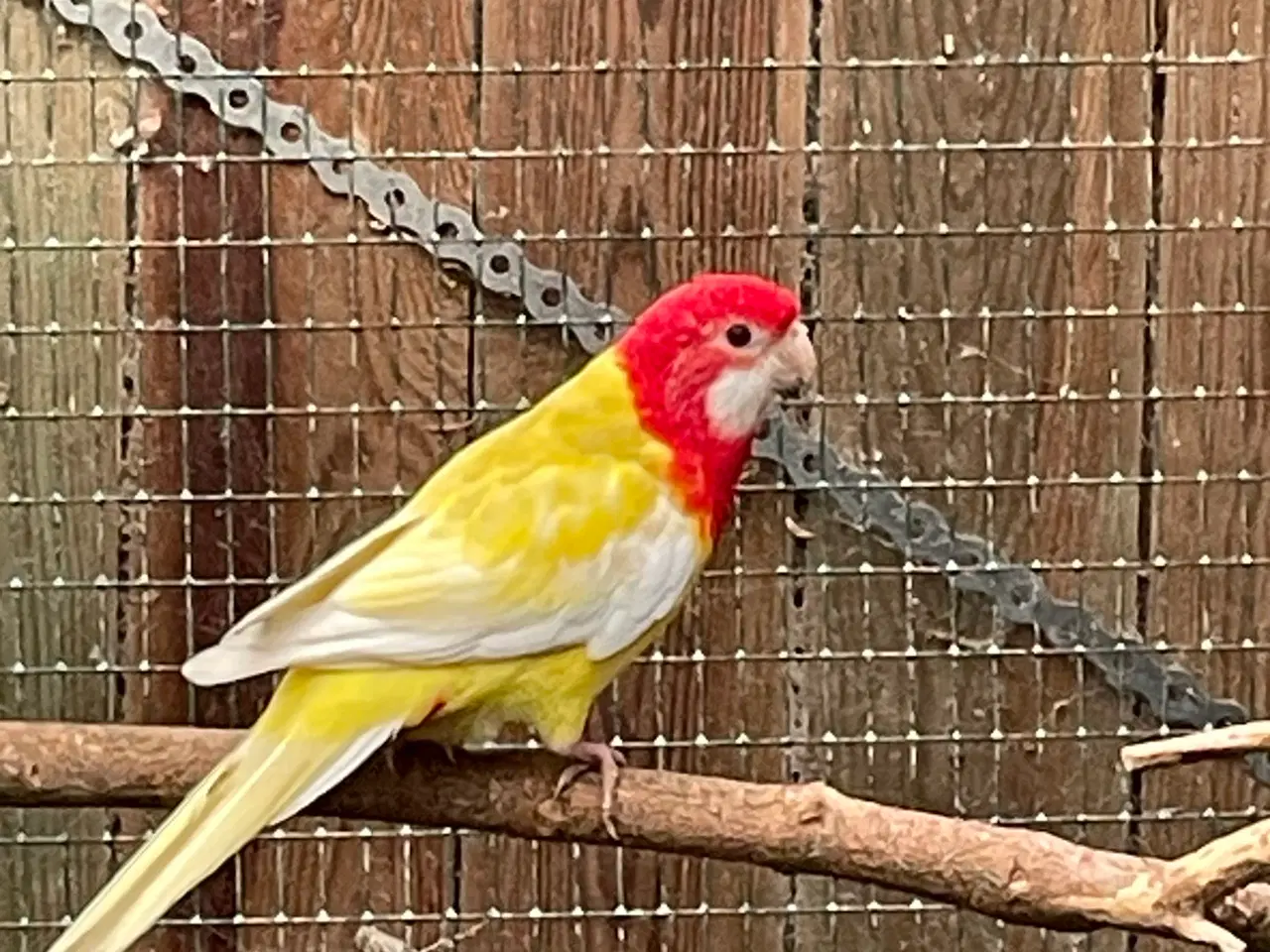 Billede 1 - Rosella lutino og rubino