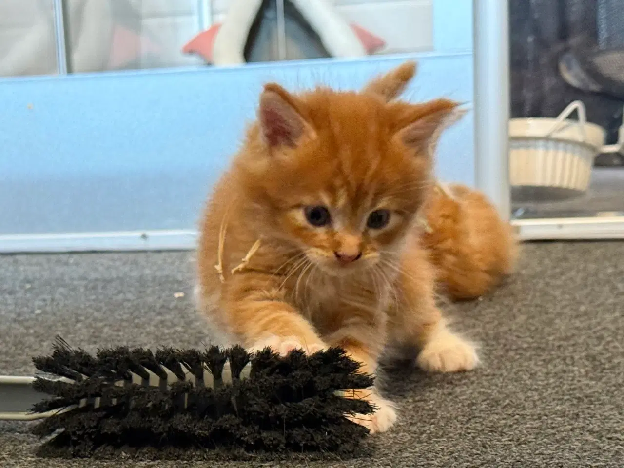 Billede 10 - Maine coon killinger uden tavle