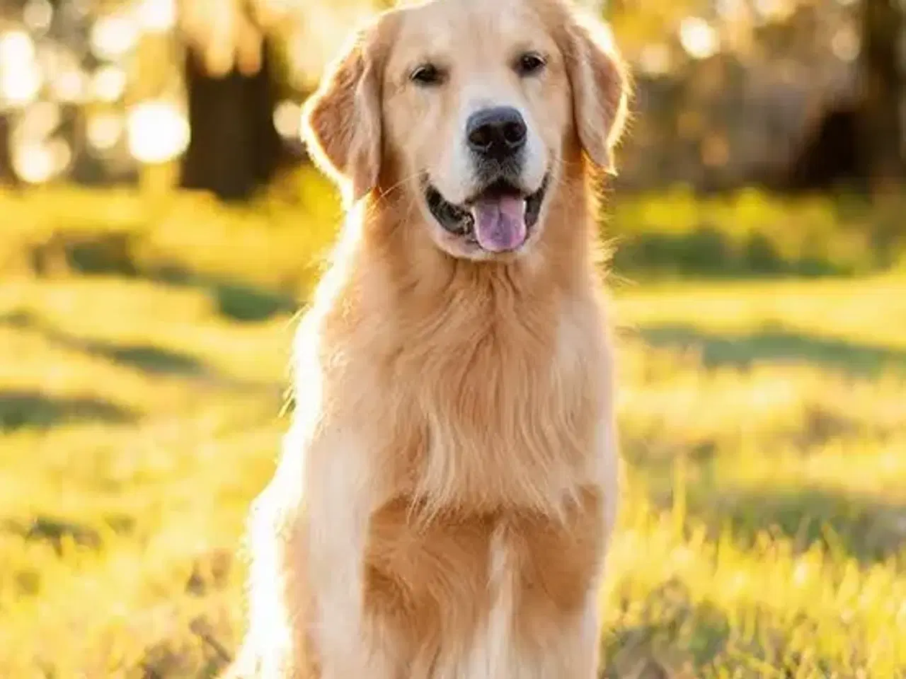 Billede 1 - Dejlige hunde søges 