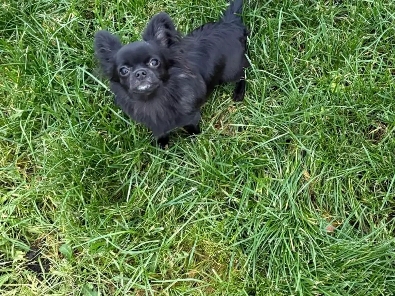 Billede 2 - Chihuahua hund 8 mdr