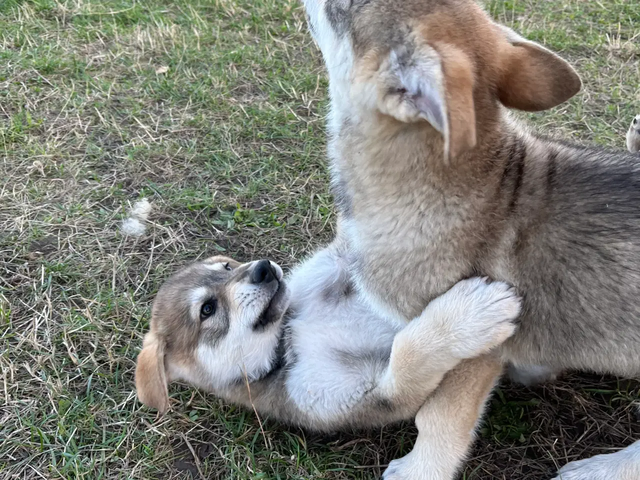 Billede 10 - Hvalpe af malamute/ tjekkoslovakisk ulvehund