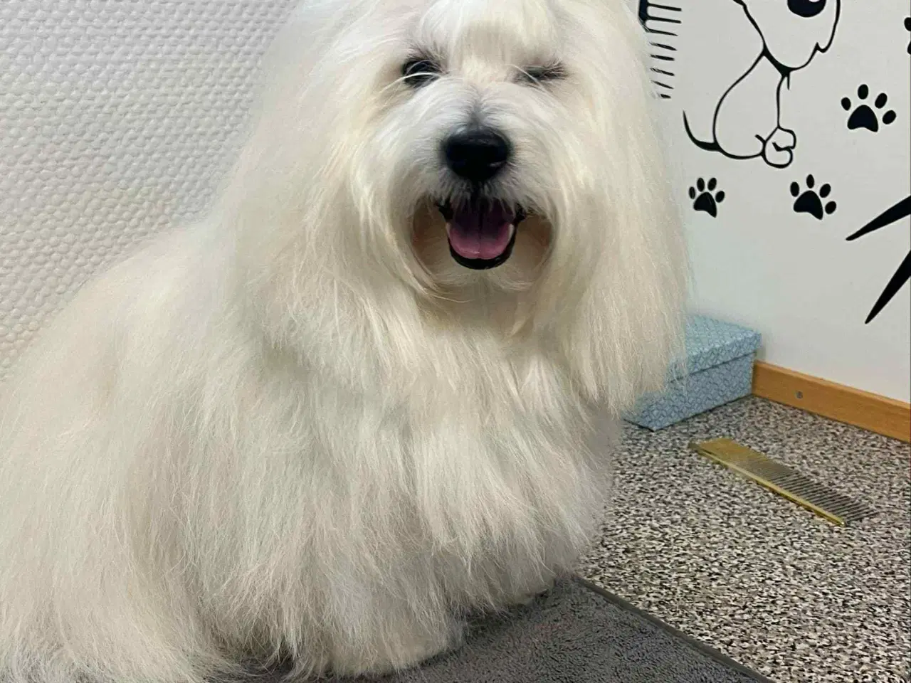 Billede 3 - Coton de Tulearhvalpe