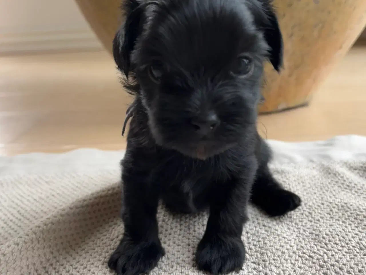 Billede 3 - Maltipoo Toy/Micro