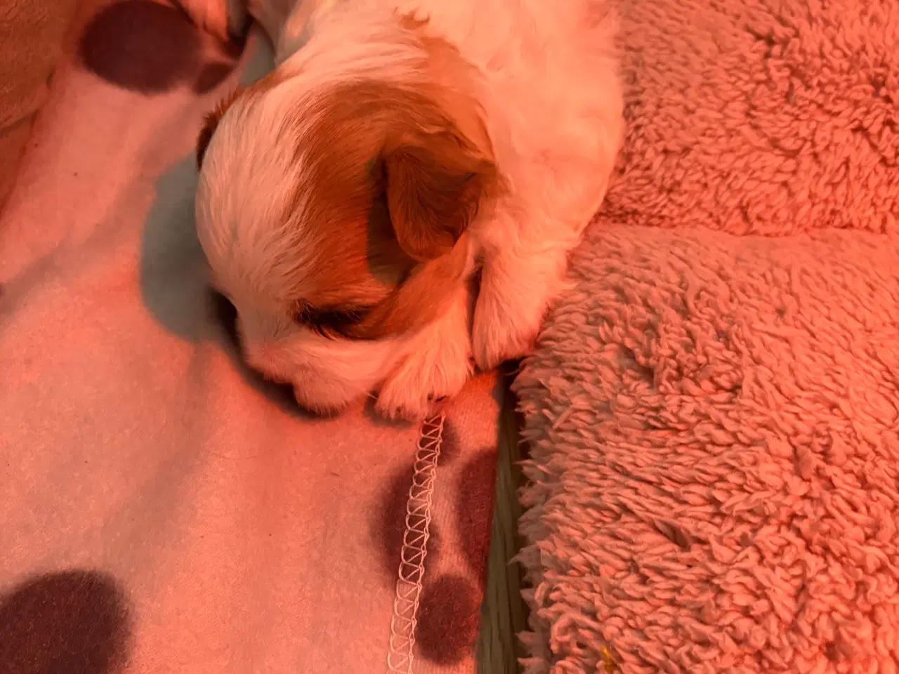 Billede 9 - Bichon Havanais med et strejf af malterser