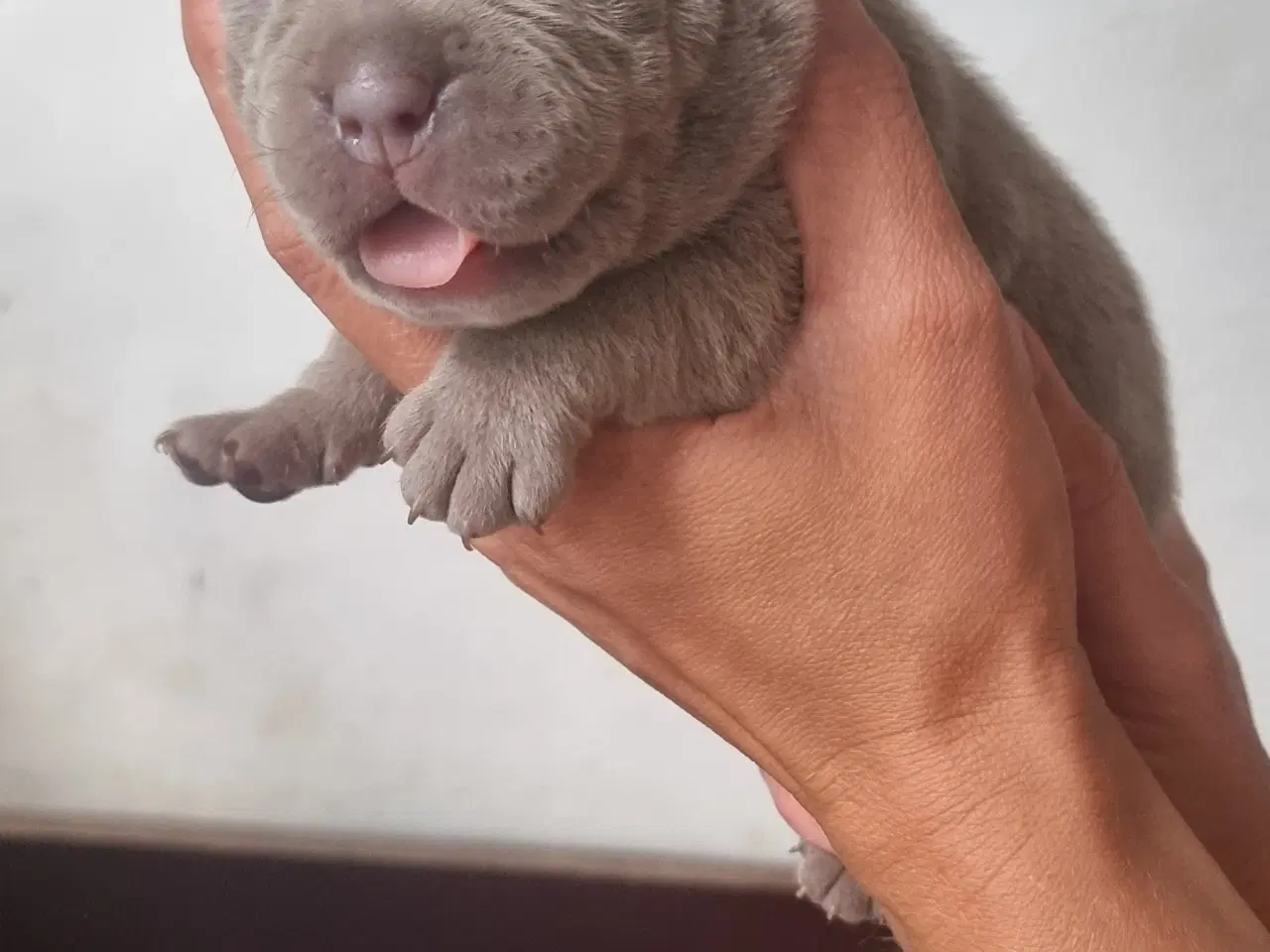 Billede 13 - Old english bulldog blandinger. 