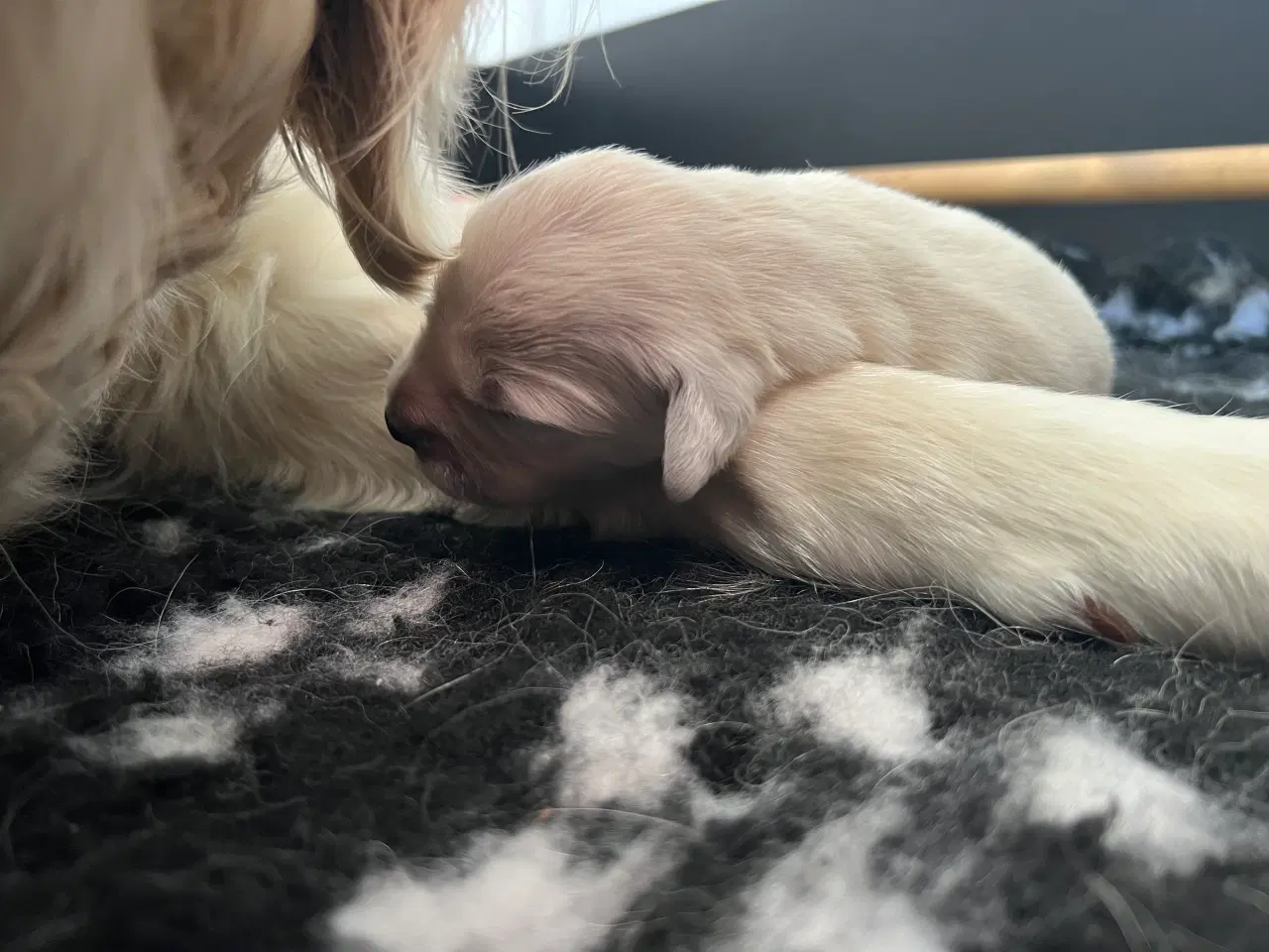 Billede 2 - Golden Retriever hvalpe 