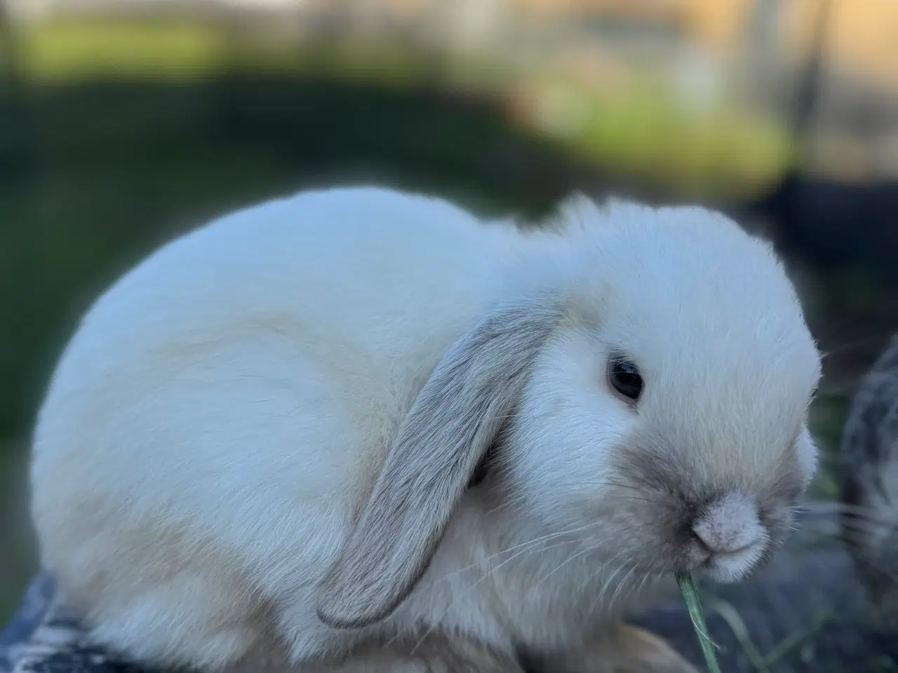 Billede 2 - Mini lop kanin unge