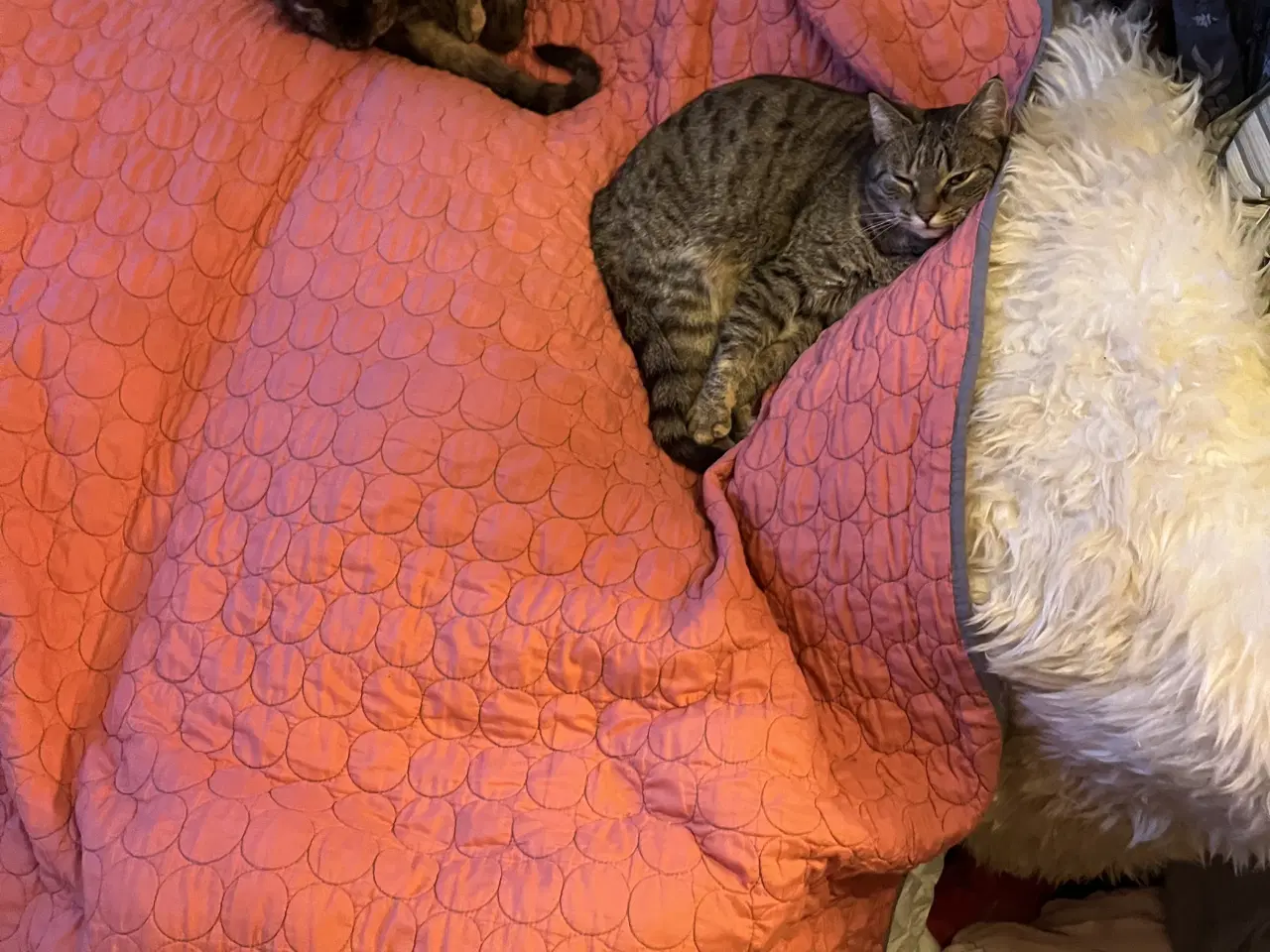 Billede 2 - HAY sengetæppe