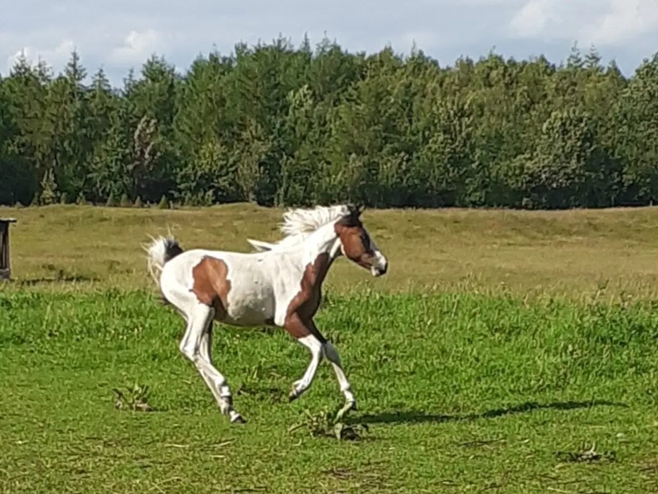 Billede 10 - Pony pinto Hingst plag 