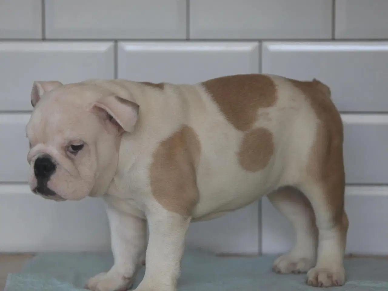 Billede 3 - Engelsk Bulldog hvalp