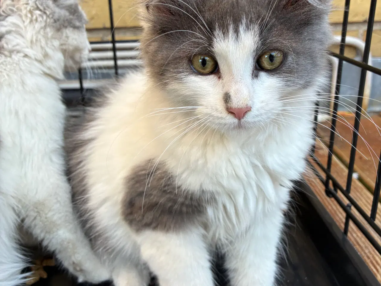 Billede 2 - Maine coon killinger 