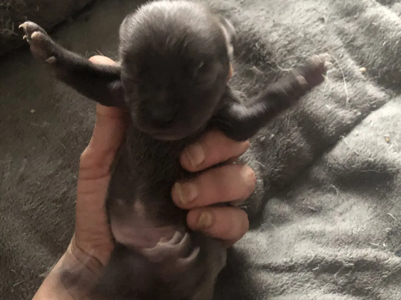 Billede 15 - Shih Tzu / Chihuahua blanding