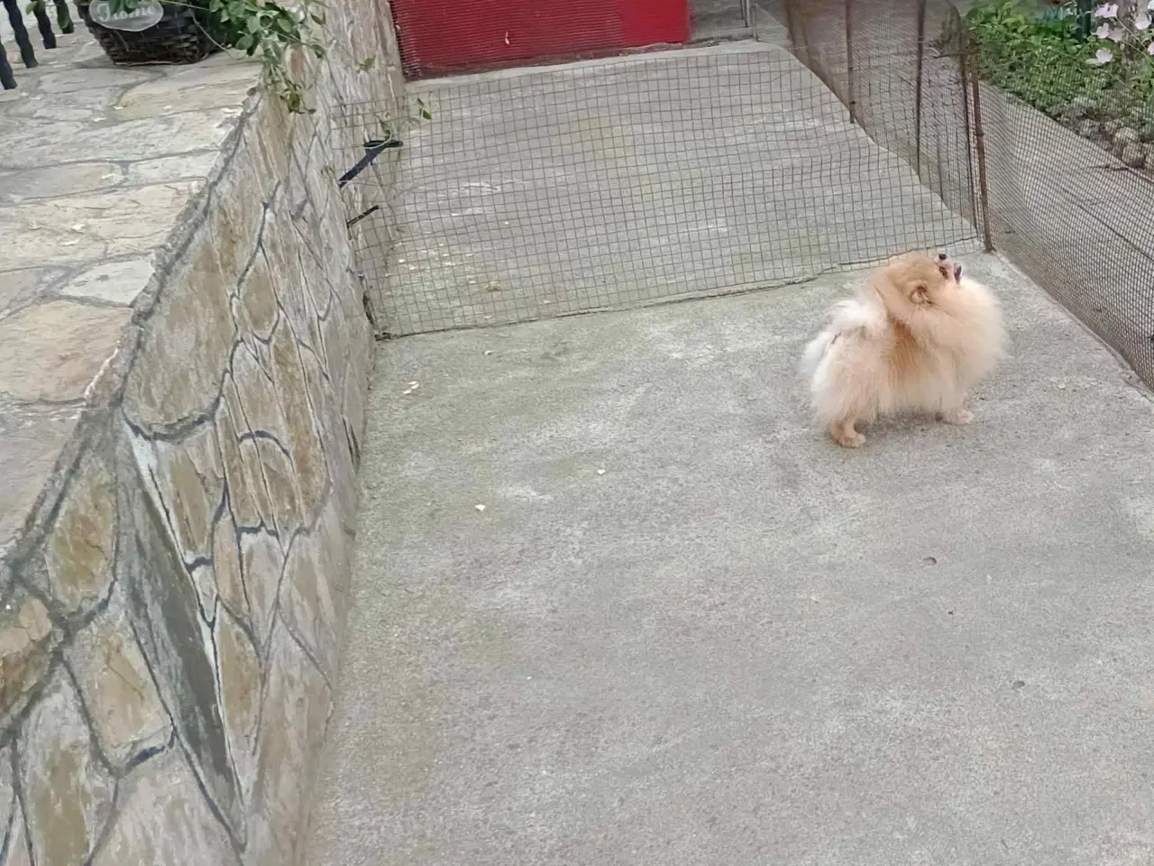 Billede 12 - Pomeranian hvalpe
