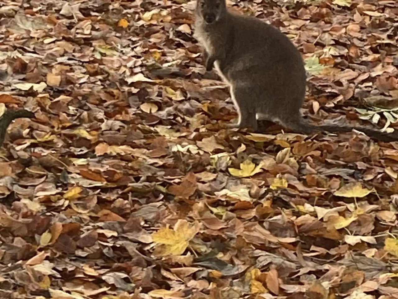 Billede 3 - Kænguru