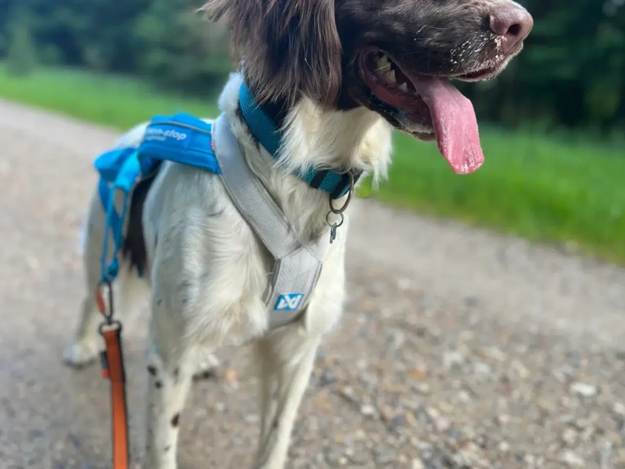 Billede 6 - Springer spaniel/kleiner hvalpe