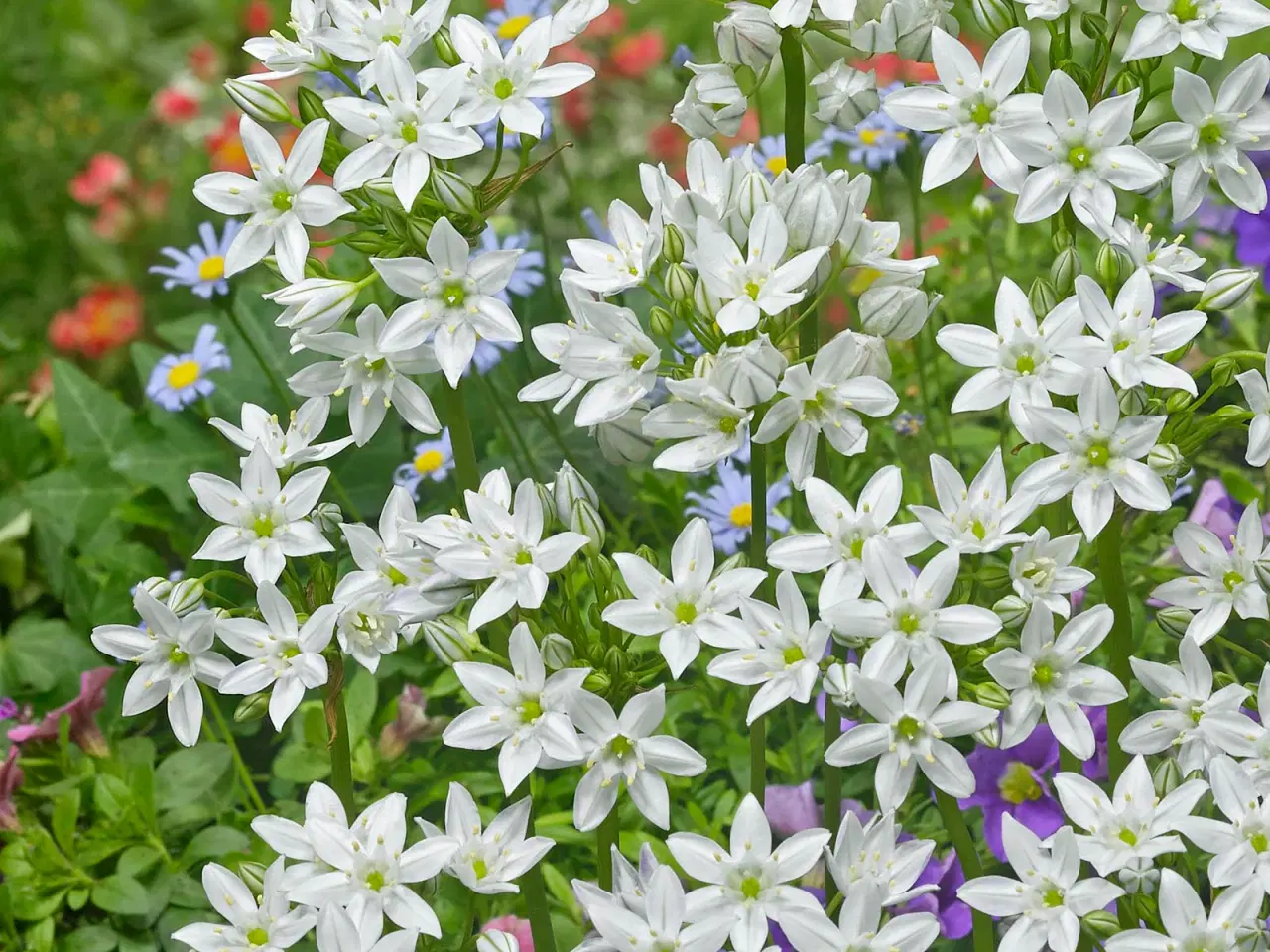 Billede 1 - Hvid trillingelilje "Hyacinthina" løg.