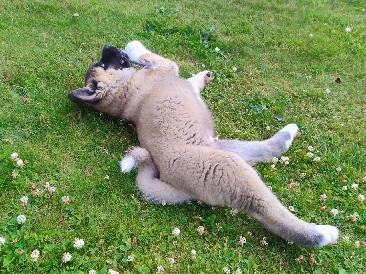Billede 5 - Dreng hundehvalp Akita American 