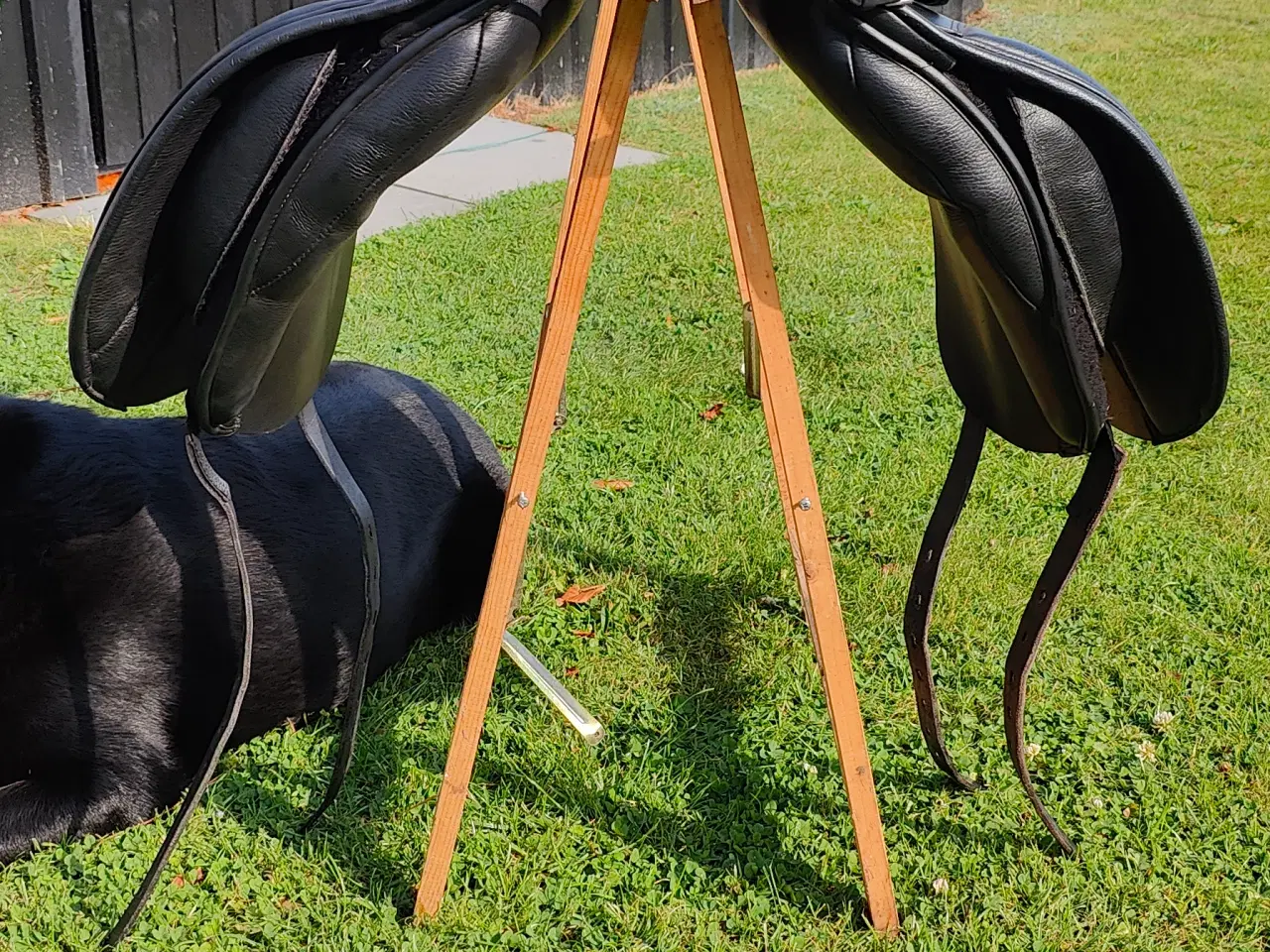 Billede 5 - Kent og Master 17 dressursadel