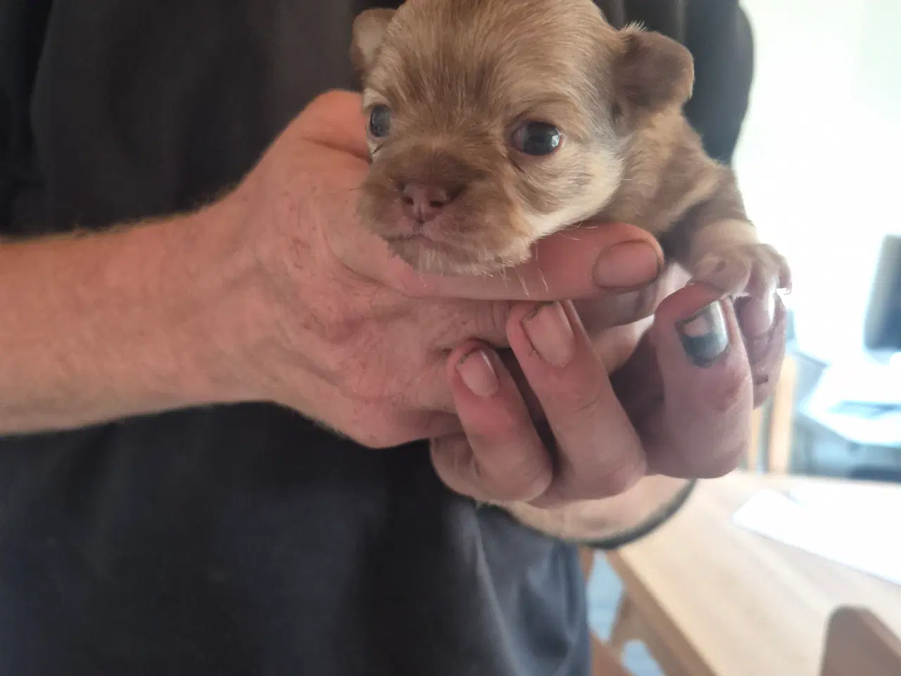 Billede 1 - Chihuahua hvalpe