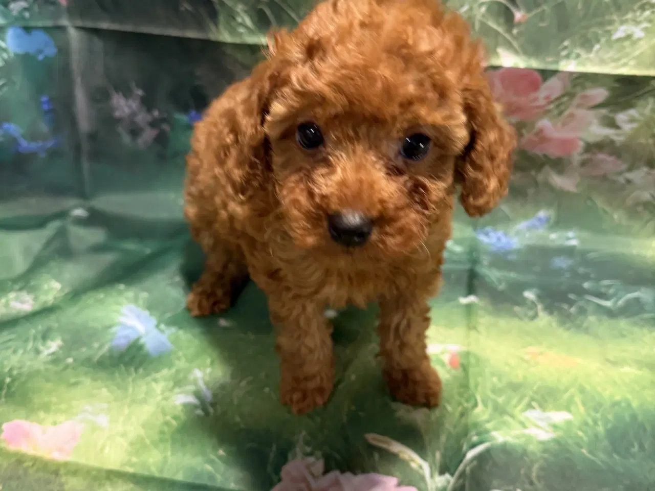 Billede 17 - 🐾maltipoo miniature 🩷februar 💙marts 🐾