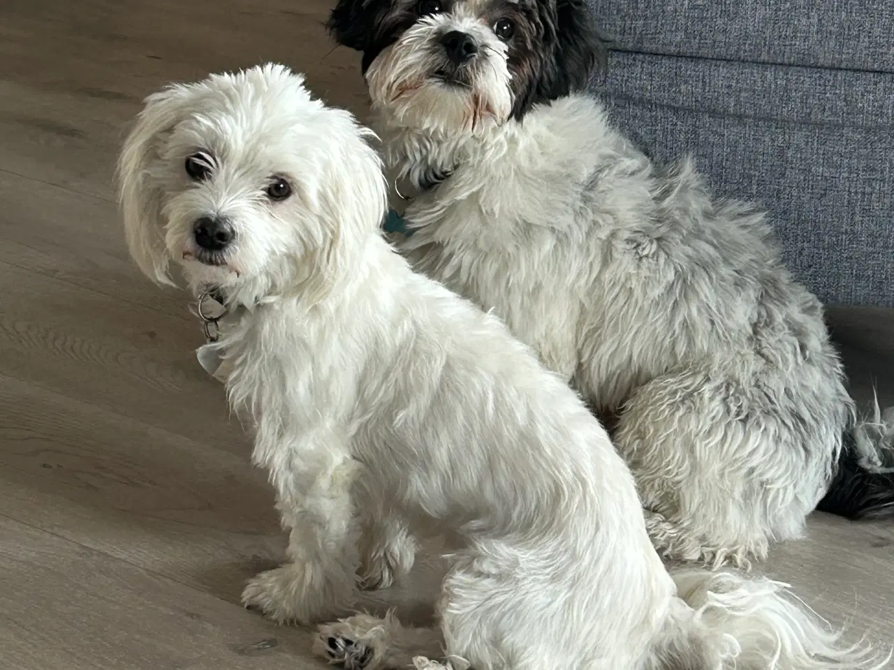 Billede 7 - Bomulds hundehvalp