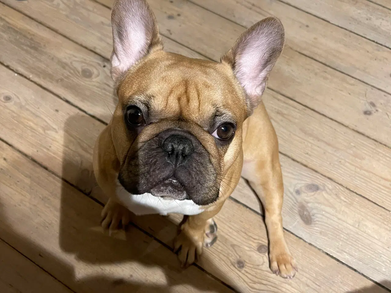 Billede 6 - French bulldog 