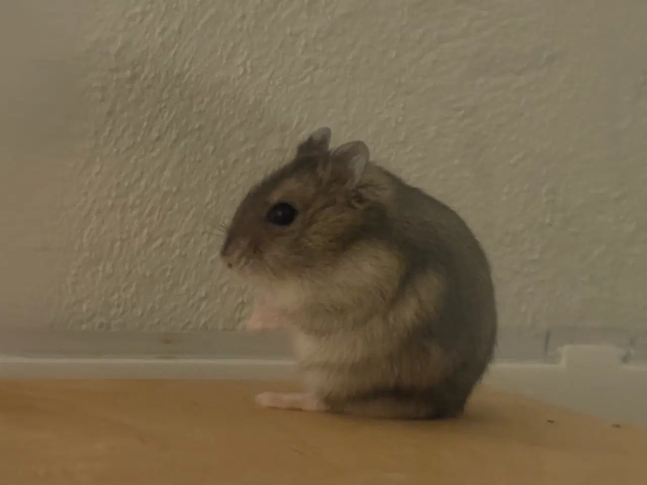 Billede 2 - Dværghamster. Omkring 26 uger