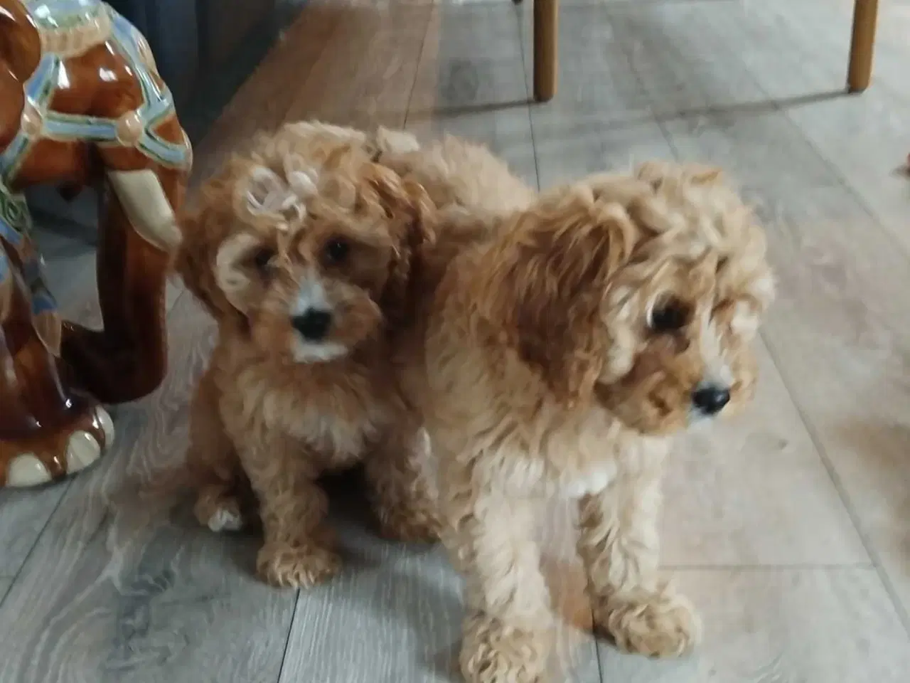Billede 7 - Lækre bløde cavapoo hvalpe 