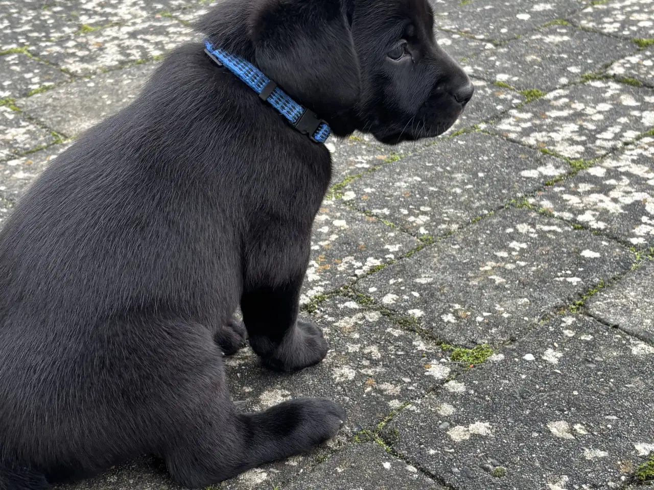 Billede 3 - Labrador hvalp