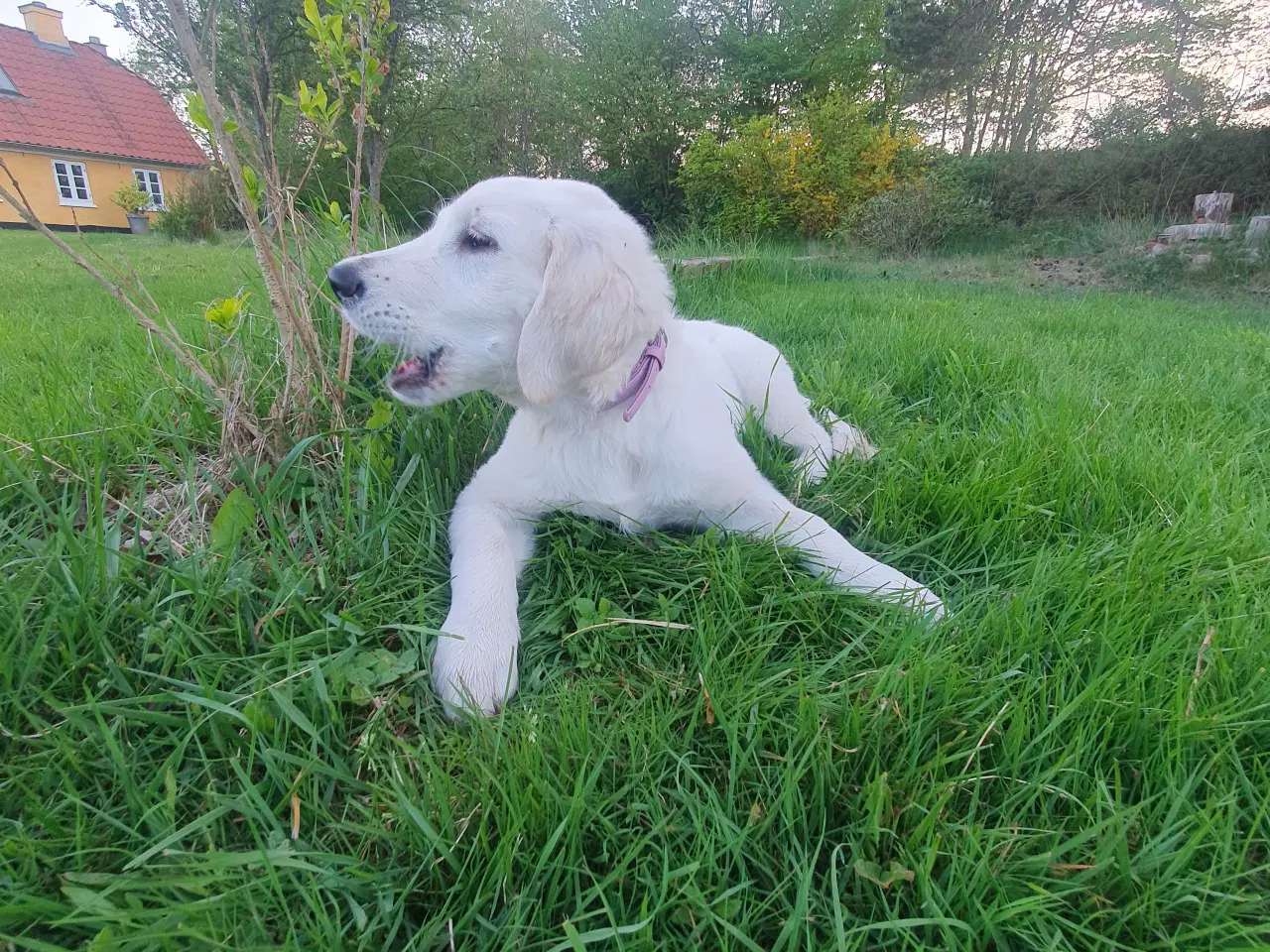 Billede 2 - Golden retriever hvalp