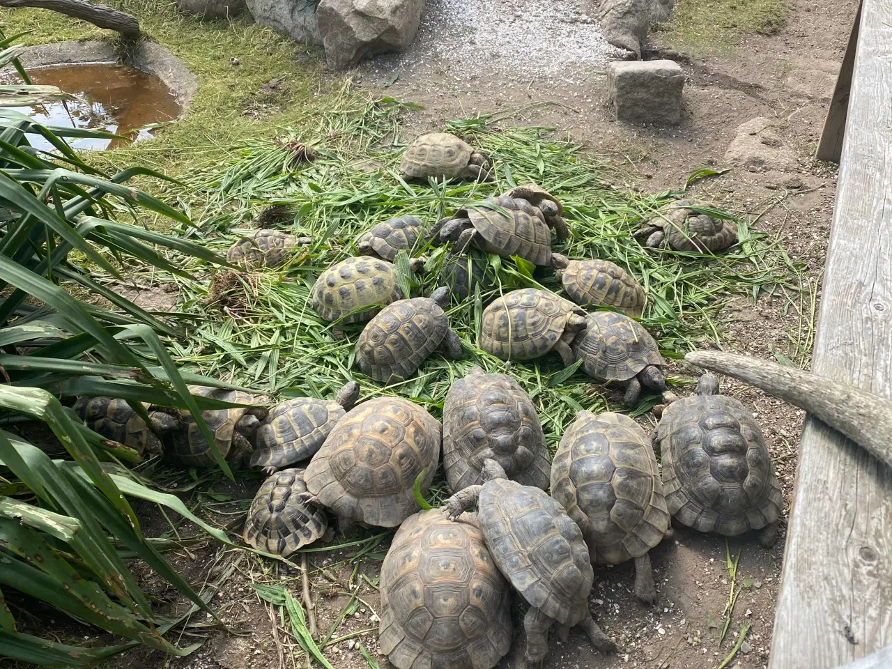 Billede 1 - Landskildpadde søger hjem