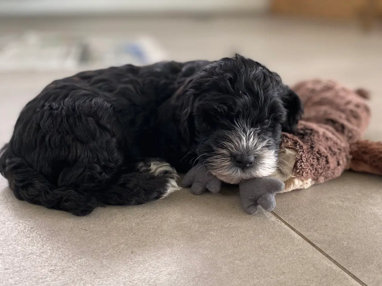 Billede 7 - Cockerpoo, cockerdoodle, cockapoo, doodle