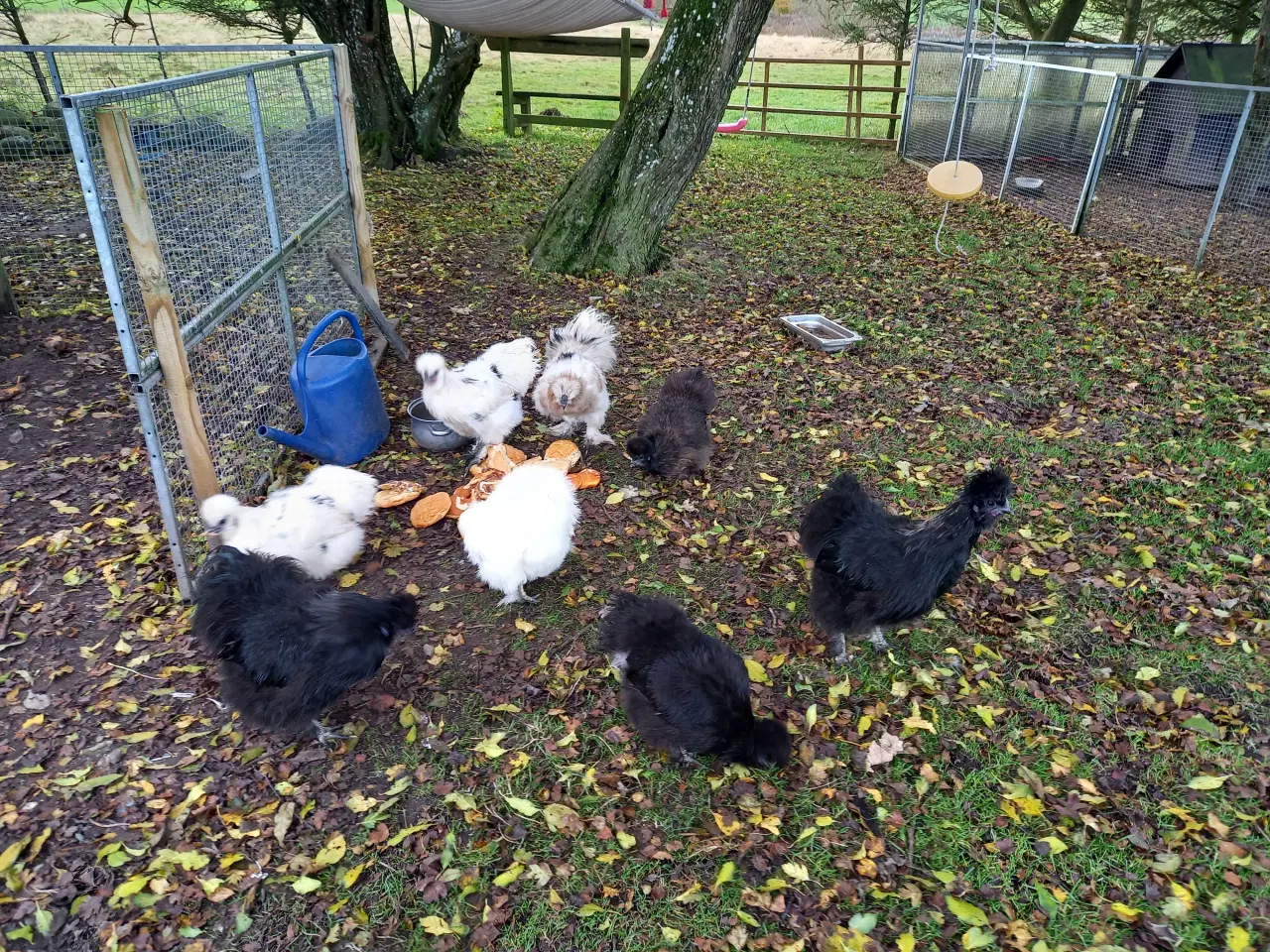 Billede 1 - Silkehaner i stor race 